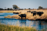 Kaffernbüffel (Syncerus caffer) stehen am Ufer im Marschland des Kwando River (Caprivi, Namibia)