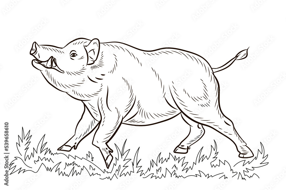 Obraz premium Animals. Black and white image of a large wild boar, coloring book for children. Vector drawing. 