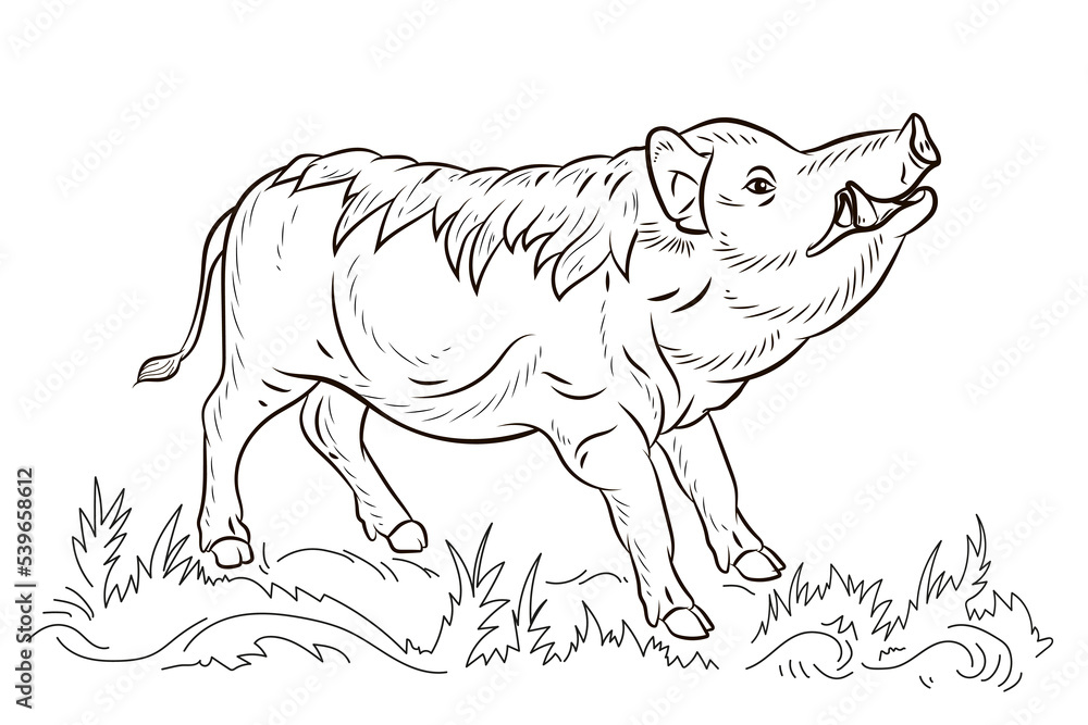 Animals. Black and white image of a large wild boar, coloring book for children.
Vector drawing. Animals. Black and white image of a large wild boar, coloring book for children.
Vector drawing.