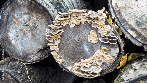 Toadstool mushrooms on the trunk of a fallen tree. Old tree stumps are covered with toadstool mushrooms. The concept of wildlife, flora, mushrooms.