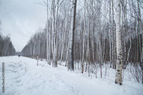 Path through a snowy winter forest. © ksi