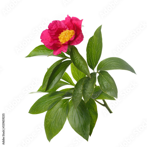 Beautiful red peony with yellow center isolated on white background.