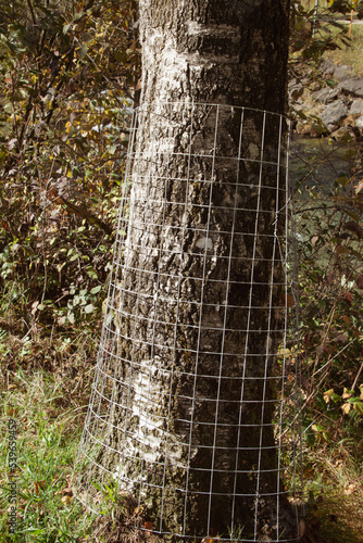 tree guard made of metal grid around tree trunk as protection against beavers and deer