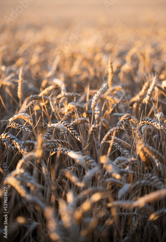 field of wheat