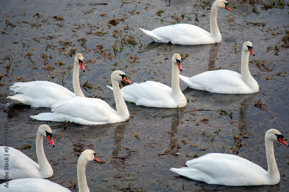 Obraz premium white swans group on the lake swim well under the bright sun
