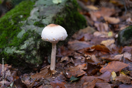 mushroom in the forest