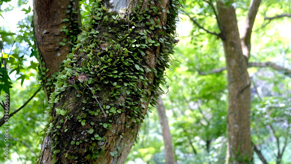 Obraz premium Tree trunk close-up with forest background, nature wood texture.