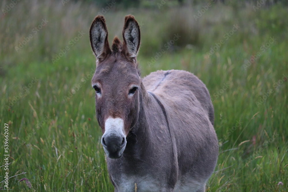 Portrait d'un âne dans une prairie