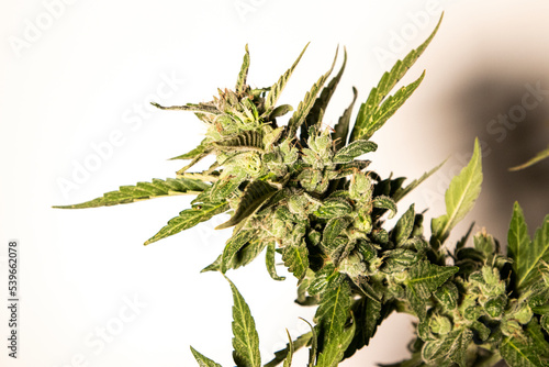 Medical Cannabis Cbd in flowering stage 