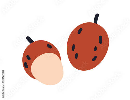 Lychee, whole and open fruit. Fresh lichi. Exotic litchi food. Tropical lichee nut with ripe flesh and peel. Flat vector illustration isolated on white background