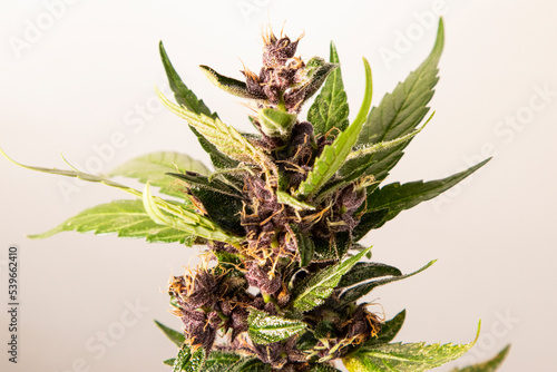 Medical Cannabis Cbd in flowering stage 