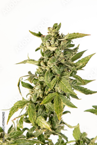 Medical Cannabis Cbd in flowering stage 