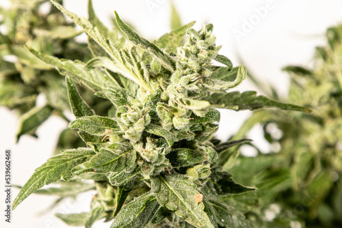 Medical Cannabis Cbd in flowering stage 