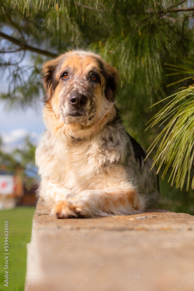 Big fluffy mixed breed cute friendly dog lying down, pine tree background Big fluffy mixed breed cute friendly dog lying down, pine tree background