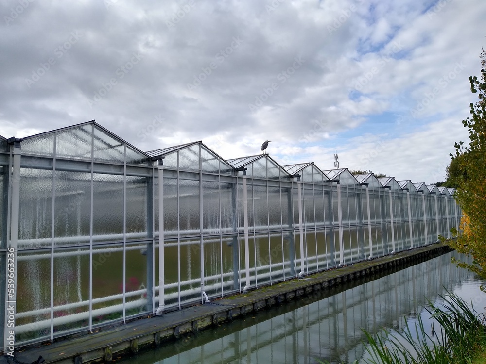Grey heron sitting on a row of greenhouses 