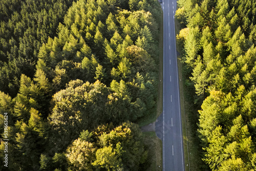 tall pine trees and road in rebild bakker