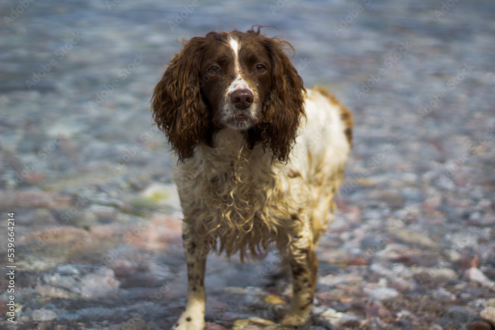 A wet dog coming out of the clear water A wet dog coming out of the clear water