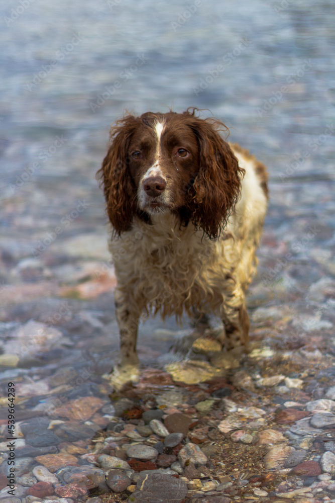 A wet dog coming out of the clear water