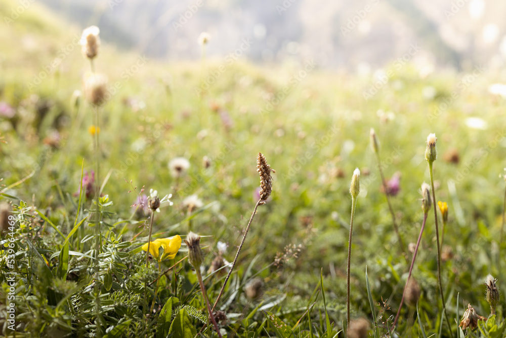 Bright summer alpen meadow with green grass and different blooming flowers in golden sunlight on sunrise, closeup, blur. Meadow grass texture, background.