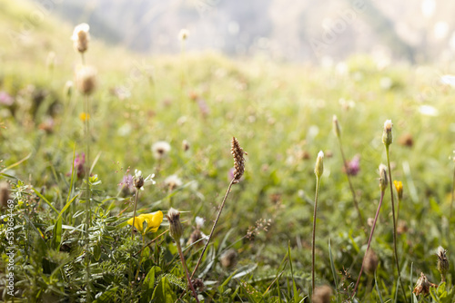 Bright summer alpen meadow with green grass and different blooming flowers in golden sunlight on sunrise, closeup, blur. Meadow grass texture, background.
