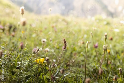 Bright summer alpen meadow with green grass and different blooming flowers in golden sunlight on sunrise  closeup  blur. Meadow grass texture  background.