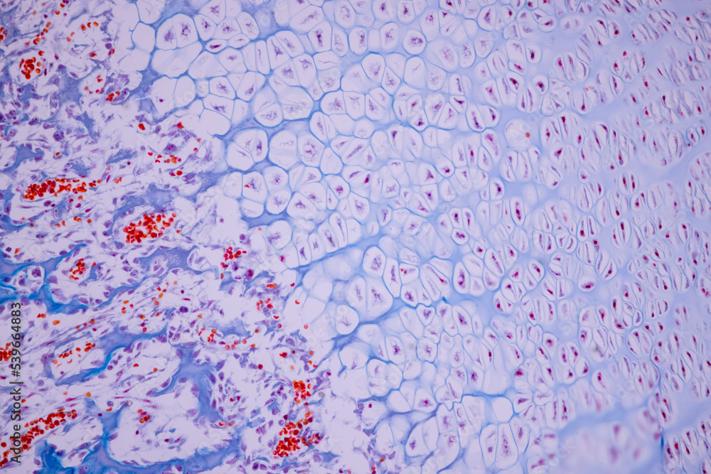 Hyaline cartilage, Elastic cartilage and Bone Human under the