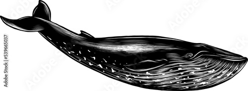 PNG engraved style illustration for posters, decoration and print. Hand drawn sketch of blue whale in monochrome isolated on white background. Detailed vintage woodcut style drawing.	
