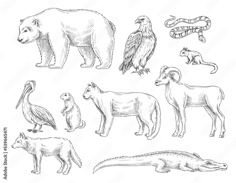 Set of animals from North America