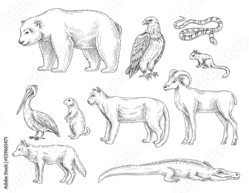 Set of animals from North America