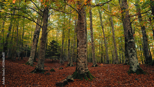 Colored undergrowth In Autumn season