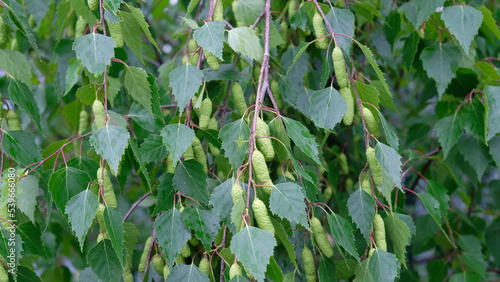 Close-up of Green leaves and catkins birch tree (Betula pendula, silver birch, warty birch, European white birch). Spring seasonal blossoming of trees, allergy concept.