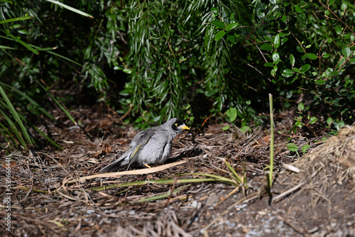 Noisy miner bird, manorina melanocephala, standing on the ground amongst plant life, the bird's feathers recently preened photo