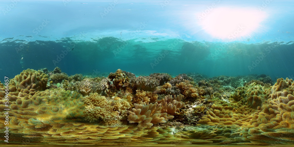Obraz premium Coral reef underwater with fishes and marine life. Coral reef and tropical fish. Philippines. Virtual Reality 360.