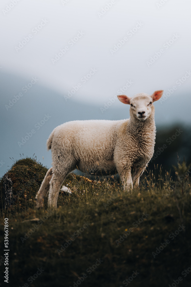 Obraz premium lamb in fields 