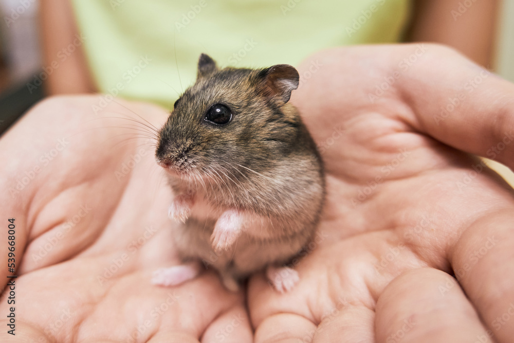 Tiny cute hamster in the hands of a child close-up Tiny cute hamster in the hands of a child close-up