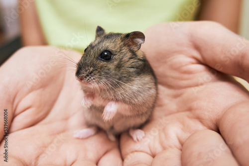 Tiny cute hamster in the hands of a child close-up