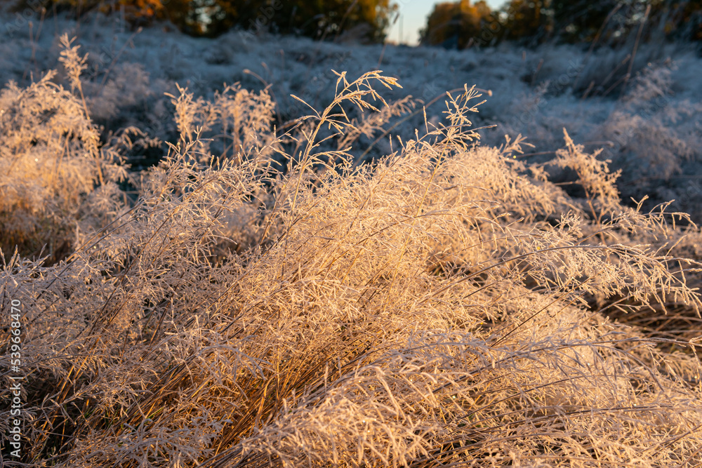 Morning frost on a field in autumn. Warm sunlight. Morning frost on a field in autumn. Warm sunlight.