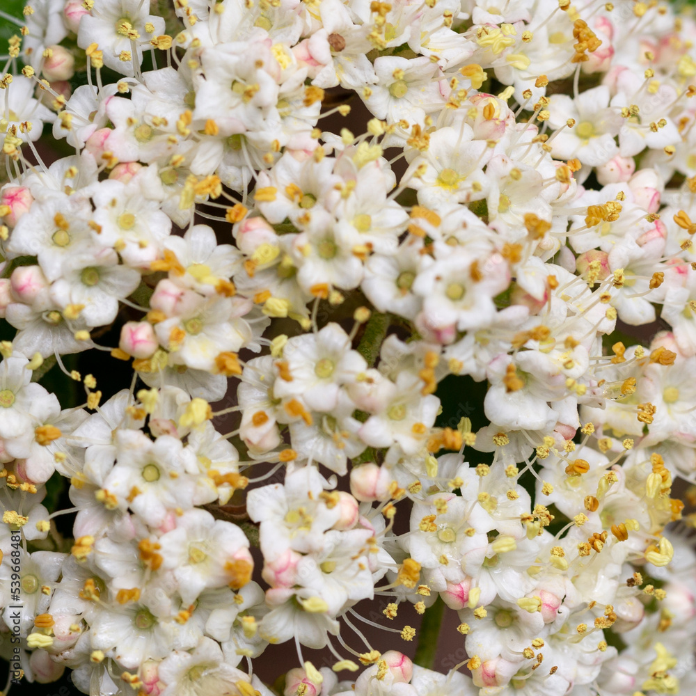 flowers of Viburnum rhytidophyllum, leatherleaf viburnum, An inflorescence of small beautiful white flowers on a branch. selective focus. Spring flower background