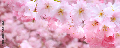 Panorama banner background with beautiful pink flower cherry blossom, sakura
