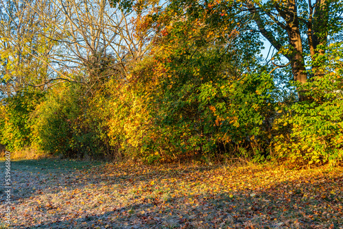 Morning frost on a field in autumn. Warm sunlight. 