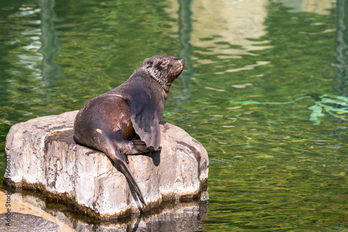 Sea lions (Otariidae) and seals are marine mammals, spending a good part of each day in the ocean to find their food. A sea lion lies and rests on a stone by the water