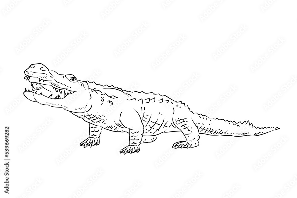 Vector image of a crocodile. Black and white drawing coloring book for ...