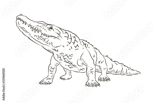 Vector image of a crocodile. Black and white drawing coloring book for children. Emblem.