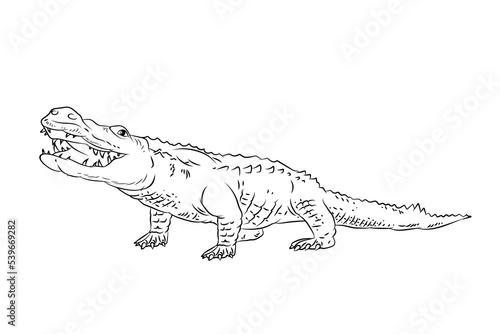 Vector image of a crocodile. Black and white drawing coloring book for children. Emblem.