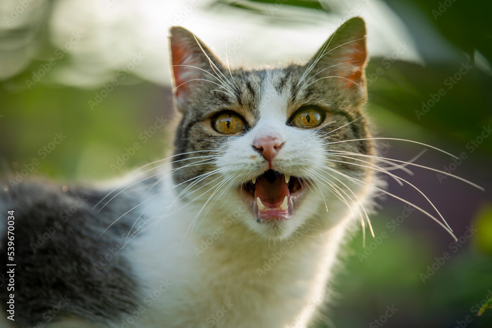 Adult tabby cat in a garden