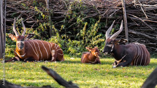 The bongo (Tragelaphus eurycerus) is a herbivorous, mostly nocturnal forest ungulate. Bongos are characterised by a striking reddish-brown coat, black and white markings. Family with baby. photo