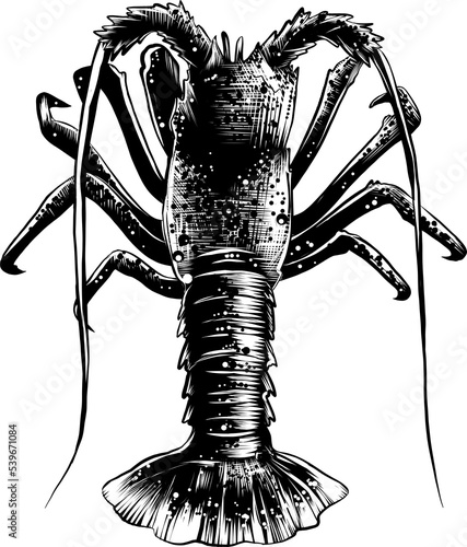 PNG engraved style illustration for posters, decoration and print. Hand drawn sketch of spiny lobster in monochrome isolated on white background. Detailed vegetarian food drawing.	
