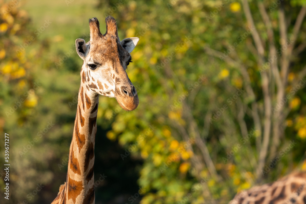 Fototapeta premium Two Rothschild giraffes, Giraffa camelopardalis rothschildi, against autumn foliage background. This subspecies of Northern giraffe is endangered in the wild.