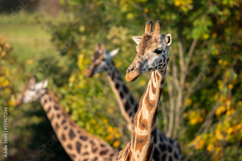 Two Rothschild giraffes  Giraffa camelopardalis rothschildi  against autumn foliage background. This subspecies of Northern giraffe is endangered in the wild.