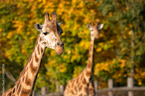 Two Rothschild giraffes, Giraffa camelopardalis rothschildi, against autumn foliage background. This subspecies of Northern giraffe is endangered in the wild. photo